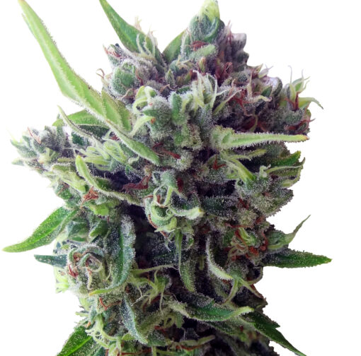 Ace Seeds Auto Zamaldelica Femminizzata