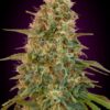 Auto Zkittlez Advanced Seeds Semi Autofiorenti