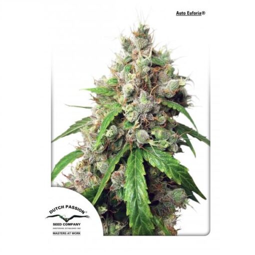 Dutch Passion Auto Euforia