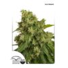 Dutch Passion Auto Xtreme