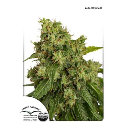 Dutch Passion Auto Xtreme