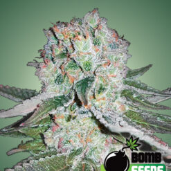 Bomb Seeds BANANA BOMB Feminized - Semi Femminizzati