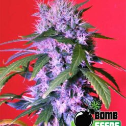 Bomb Seeds BERRY BOMB Feminized - Semi Femminizzati