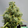 Bomb Seeds BIG BOMB Feminized - Semi Femminizzati