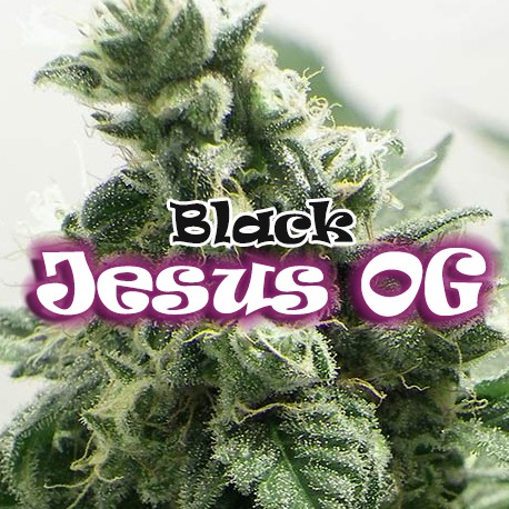 Dr. Underground BLACK JESUS OG Feminized (Tahoe OG cut x Soul Star)