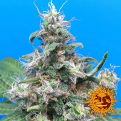 Barney’s Farm BLUE CHEESE Semi di Cannabis Femminizzati