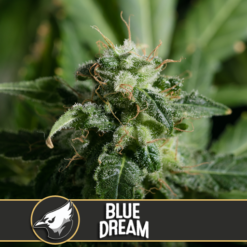 Blimburn Seeds BLUE DREAM Feminized - Semi Femminizzati