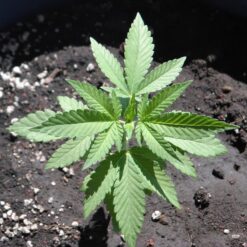 Barney’s Farm BLUE GELATO 41 Semi di Cannabis Femminizzati