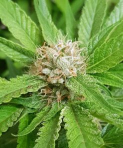 Barney’s Farm BLUE GELATO 41 Semi di Cannabis Femminizzati