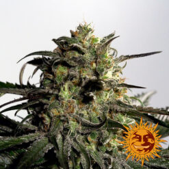 Barney’s Farm BLUEBERRY OG Semi di Cannabis Femminizzati