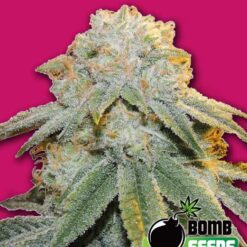 Bomb Seeds BUBBLE BOMB Feminized - Semi Femminizzati