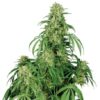 Buddha Seeds BUDDHA CALAMITY JANE AUTO - Semi Autofiorenti