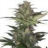 Buddha Seeds BUDDHA RED DWARF AUTO - Semi Autofiorenti