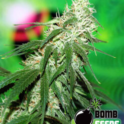 Bomb Seeds BUZZ BOMB Feminized - Semi Femminizzati