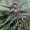 Bahia Black Head - K.C. Brains Seeds