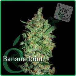 Banana Joint - Elite Seeds