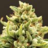 Banana Kush Auto - Anesia Seeds