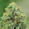 Banana Kush - Anesia Seeds