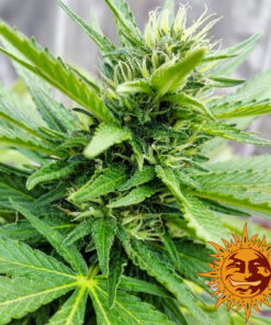 Barney’s Farm LSD Semi di Cannabis Femminizzati