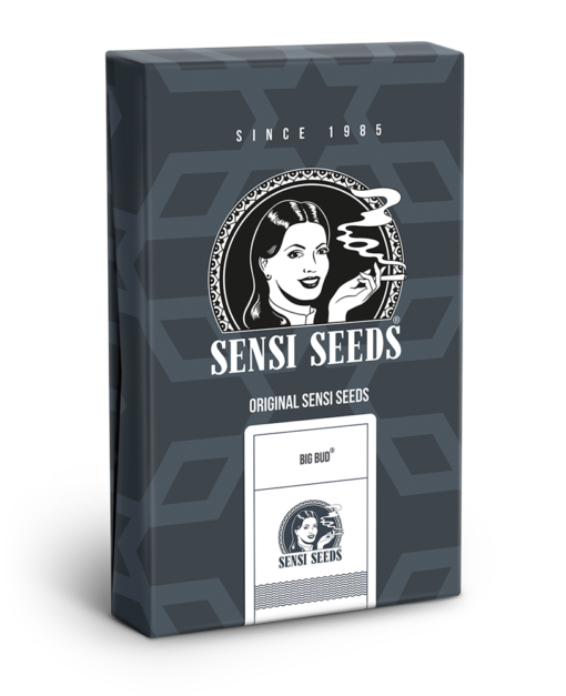Sensi Seeds Big Bud Automatic