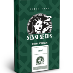 Big Bud Regolari - Sensi Seeds