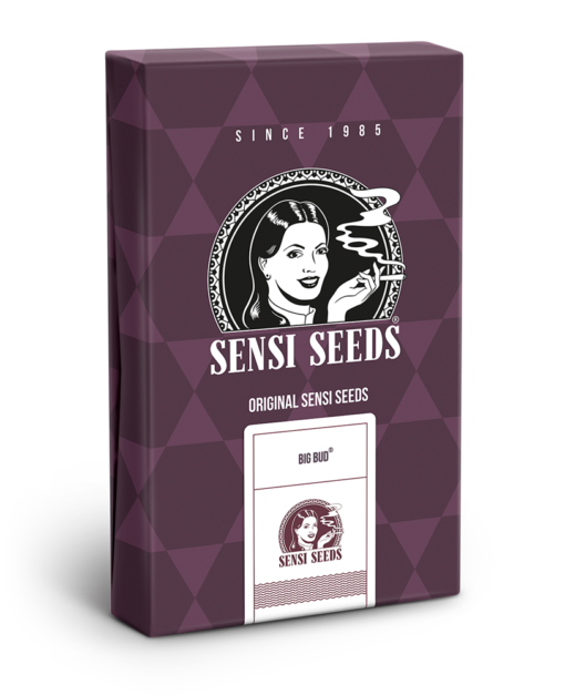 Big Bud Femminizzati - Sensi Seeds