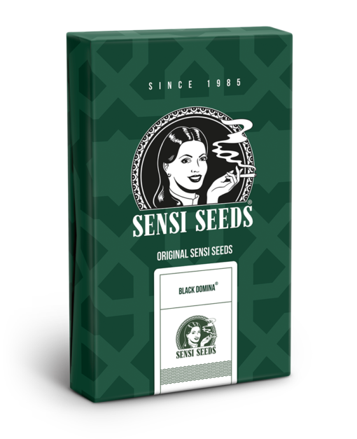 Black Domina Regolari - Sensi Seeds