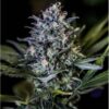 Black Widow CBD - Positronics