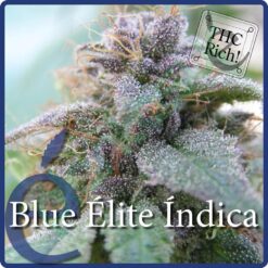 Blue Elite Indica - Elite Seeds