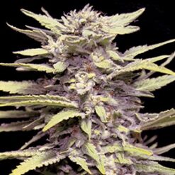 Blueberry Gum - G13 Labs Seeds