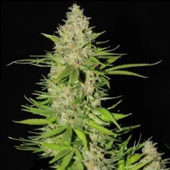 Blueberry Gum #2 - G13 Labs Seeds