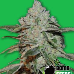 Bomb Seeds ATOMIC Feminized - Semi Femminizzati