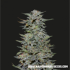 Boy Scout Cookies Femminizzata - Kalashnikov Seeds