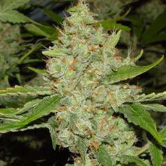 Brains Choice - K.C. Brains Seeds