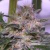 Ace Seeds Bubba Hash Feminized - Semi Femminizzati