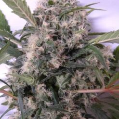 Ace Seeds Bubba Hash Feminized - Semi Femminizzati