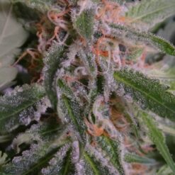 Ace Seeds Bubba Hash Feminized - Semi Femminizzati