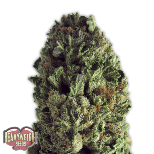 Budzilla Femminizzata - Heavyweight Seeds