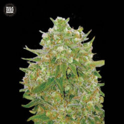 Bulk Seed Bank MASTER KUSH GRAND Feminized - Semi Femminizzati