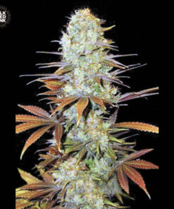 Bulk Seed Bank SUNMANGO Feminized - Semi Femminizzati