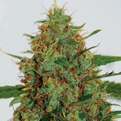 C99 - G13 Labs Seeds