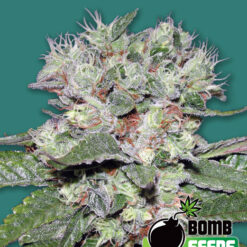 Bomb Seeds CBD BOMB Feminized - Semi Femminizzati