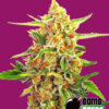 Bomb Seeds CHERRY BOMB Feminized - Semi Femminizzati