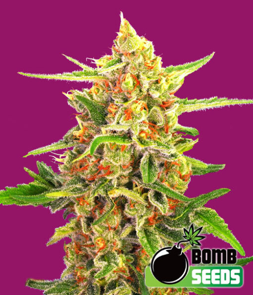 Bomb Seeds CHERRY BOMB Feminized - Semi Femminizzati