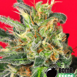 Bomb Seeds CLUSTER BOMB Feminized - Semi Femminizzati