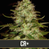 Blimburn Seeds CRITICAL PLUS Feminized - Semi Femminizzati