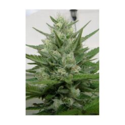 Dr. Underground CRYSTAL M.E.T.H. Feminized (Destroyer x Critical Mass Bilbo selected)