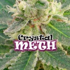 Dr. Underground CRYSTAL M.E.T.H. Feminized (Destroyer x Critical Mass Bilbo selected)