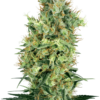 Cali Orange Bud Regolari - Sensi Seeds White Label