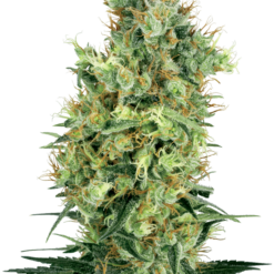 Cali Orange Bud Regolari - Sensi Seeds White Label